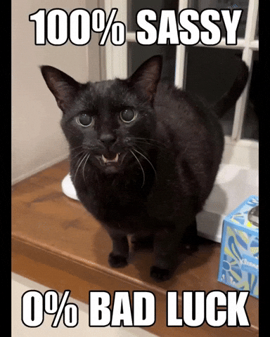 Black Cat GIF