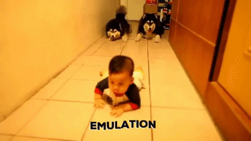Dog Fun GIF