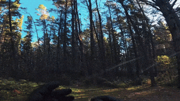 Motorcycle GIF