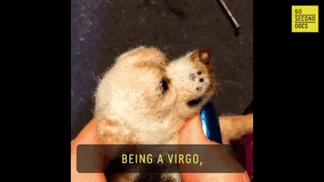 dog virgo GIF by indigenous-media