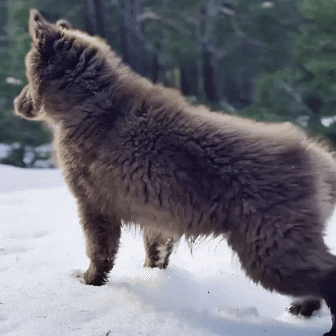 Red Husky GIF