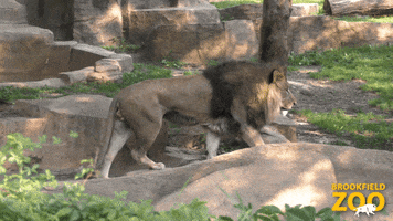 Roaring King Of The Jungle GIF by Brookfield Zoo