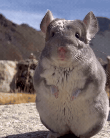 Chinchilla GIF