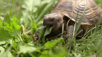 Teeth Turtle GIF by PBS Digital Studios