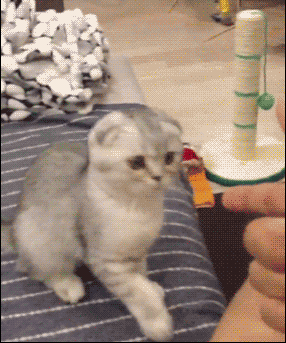 Video gif. A gray kitten sits on a sofa and goes to lick its butt, but loses balance and falls backwards off the sofa. 