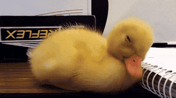 Video gif. A sleeping yellow duckling's head lowers then he suddenly jerks awake. 