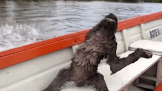boat chilling GIF