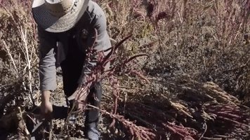 claudia123 comida mexican campo mexicano GIF