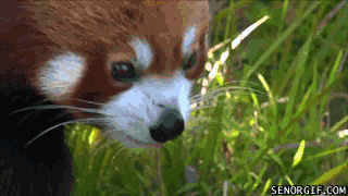 Images Of Red Panda Anime Gif