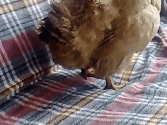 kochanie śniadanie GIF