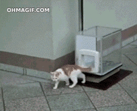 cat kitty GIF