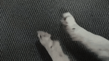 Paws Scheming GIF by hamlet