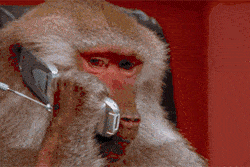 Monkey Office Gifs Get The Best Gif On Giphy