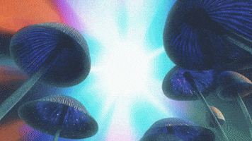 Magic Mushrooms Animation GIF by Sam Jack Gilmore