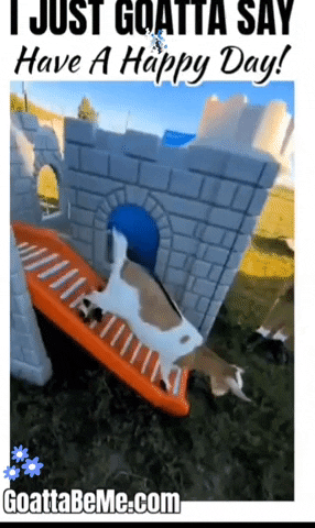 Good Day Pet GIF by Goatta Be Me Goats! Adventures of Java, Toffee, Pumpkin and Cookie!!