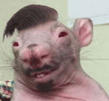Rato Cabeludo GIF
