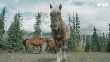Horse Pony GIF by FEI Global