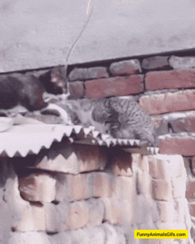 Cats GIF