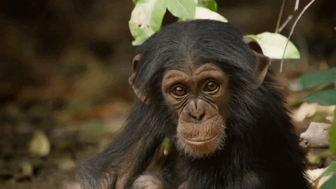 Attēlu rezultāti vaicājumam “chimpanzee gif”