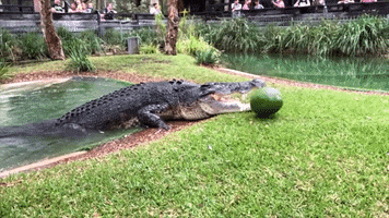 Watermelon Crocodile GIF by Storyful