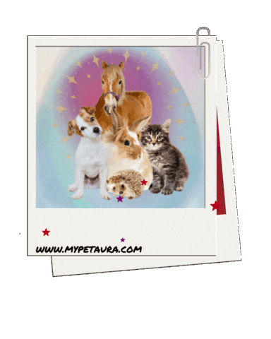 Cats Dogs Sticker by MyPetAura