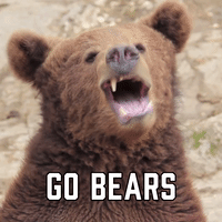 Golden-bear GIFs - Get the best GIF on GIPHY