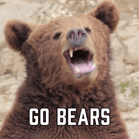 Golden-bear GIFs - Get the best GIF on GIPHY Golden-bear GIFs - Get the best GIF on GIPHY