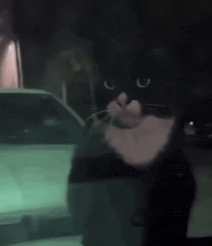 Cat GIF