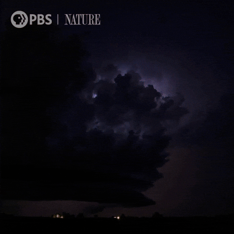 Pbs Nature Storm GIF by Nature on PBS