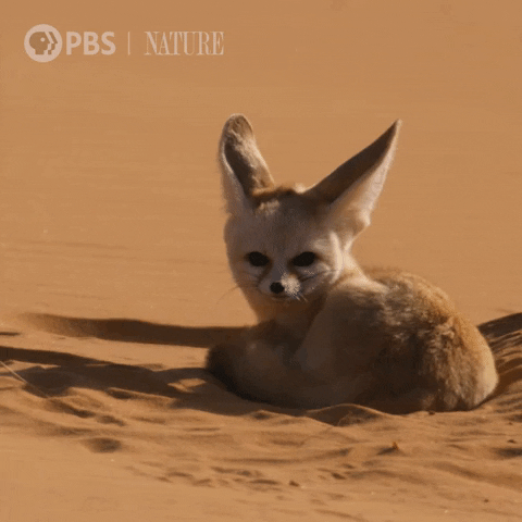 fennec fox meaning, definitions, synonyms