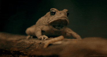 fowler's toad GIF by Head Like an Orange