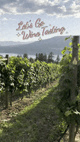 Wine Tasting Cheers GIF by Crystal Hills Organics