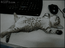 working from home GIF