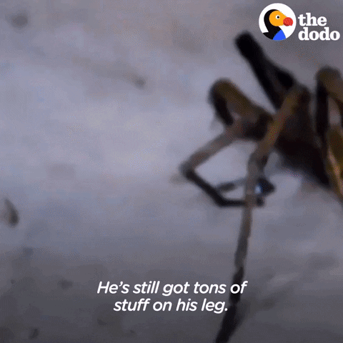 Giant Spider GIF by The Dodo