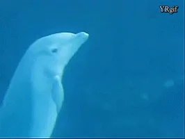   dolphins GIF