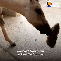 Farm Animals Horses GIF by The Dodo Farm Animals Horses GIF by The Dodo
