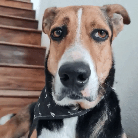 CronopioCreativo GIF