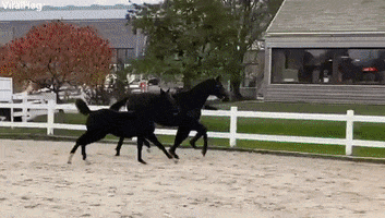 Excited Foal Runs Straight Into Fence GIF by ViralHog