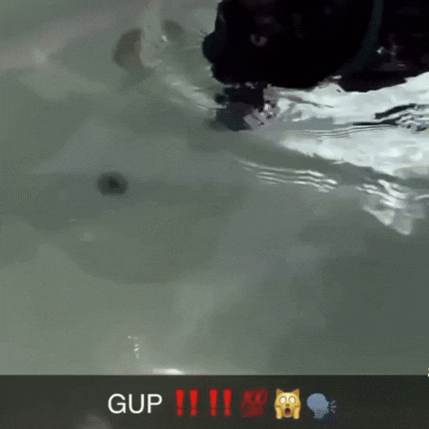 Cat GIF