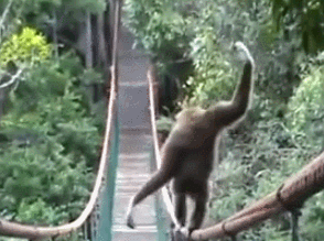 animal monkey bridge mono gibbon GIF