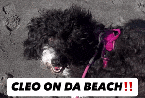 Cleo GIF