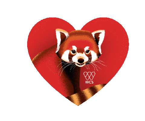 Red Pandas In Love