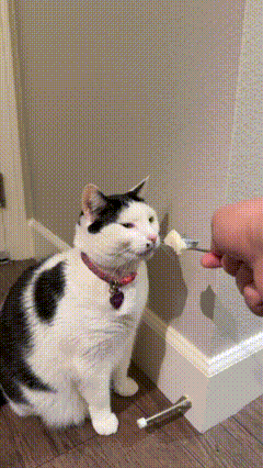 Cat GIF
