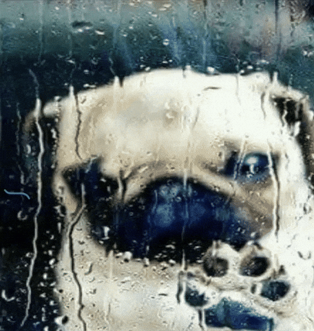 Wh1Msical GIF