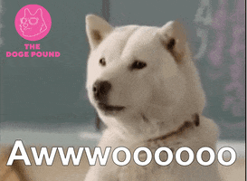 Nft Dogecoin GIF by The Doge Pound