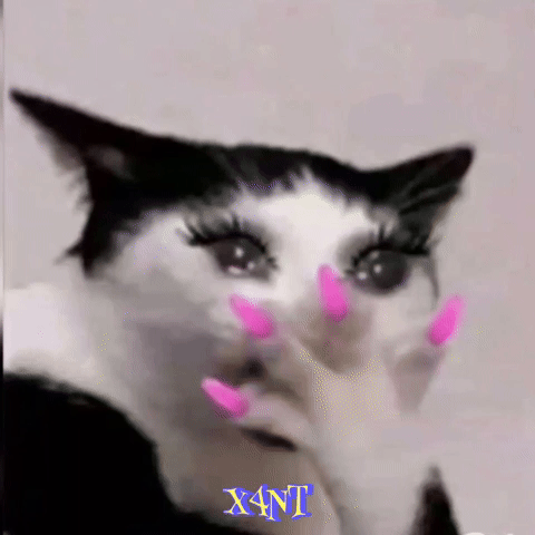 Cat GIF