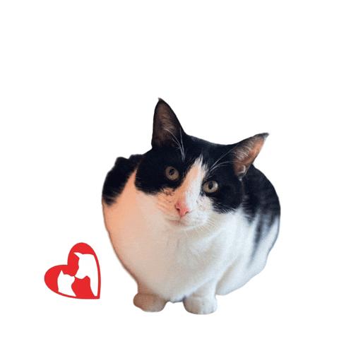 Humane Society Miami GIF