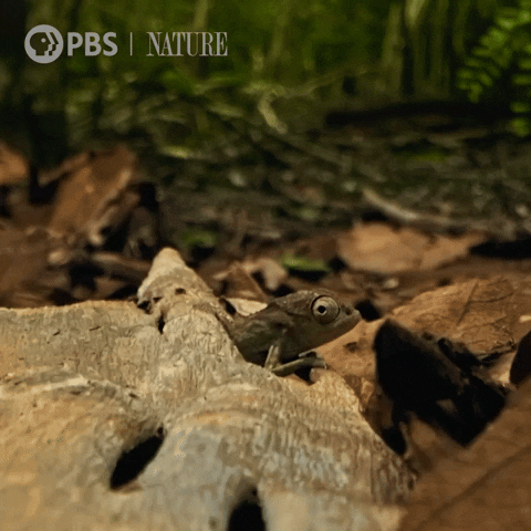 Bbc Baby GIF by Nature on PBS