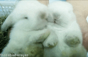 bunny rubbing GIF