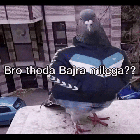 Pigeon Bhai GIF